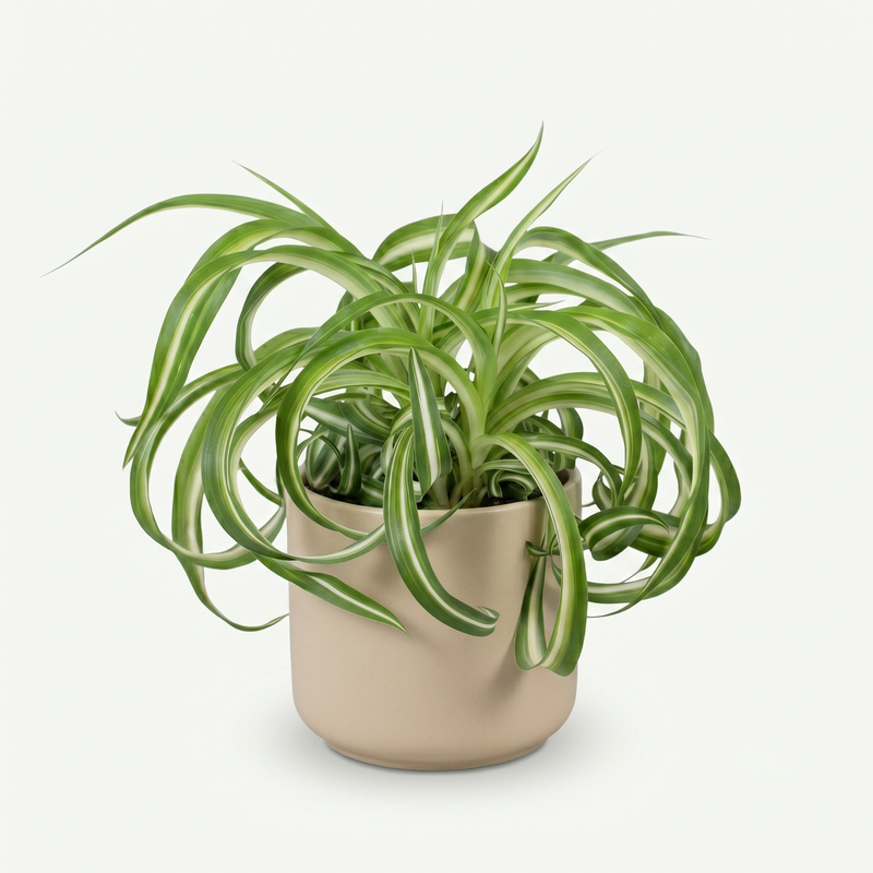 Chlorophytum comosum Bonnie - Krullende Graslelie Pot 12cm - Hoogte 20cm