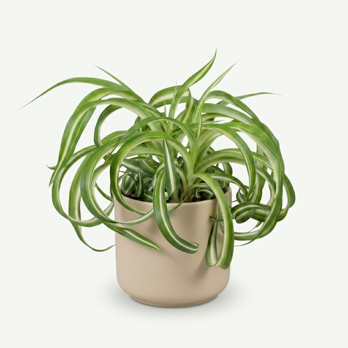 Chlorophytum comosum Bonnie - Krullende Graslelie Pot 12cm - Hoogte 20cm