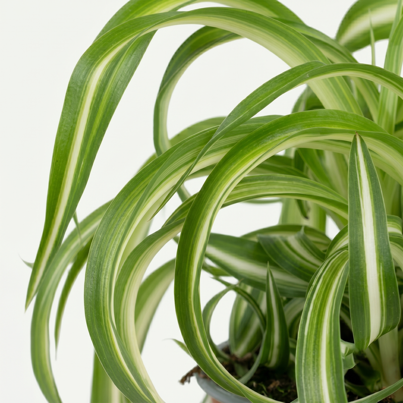 Chlorophytum comosum Bonnie - Krullende Graslelie Pot 12cm - Hoogte 20cm