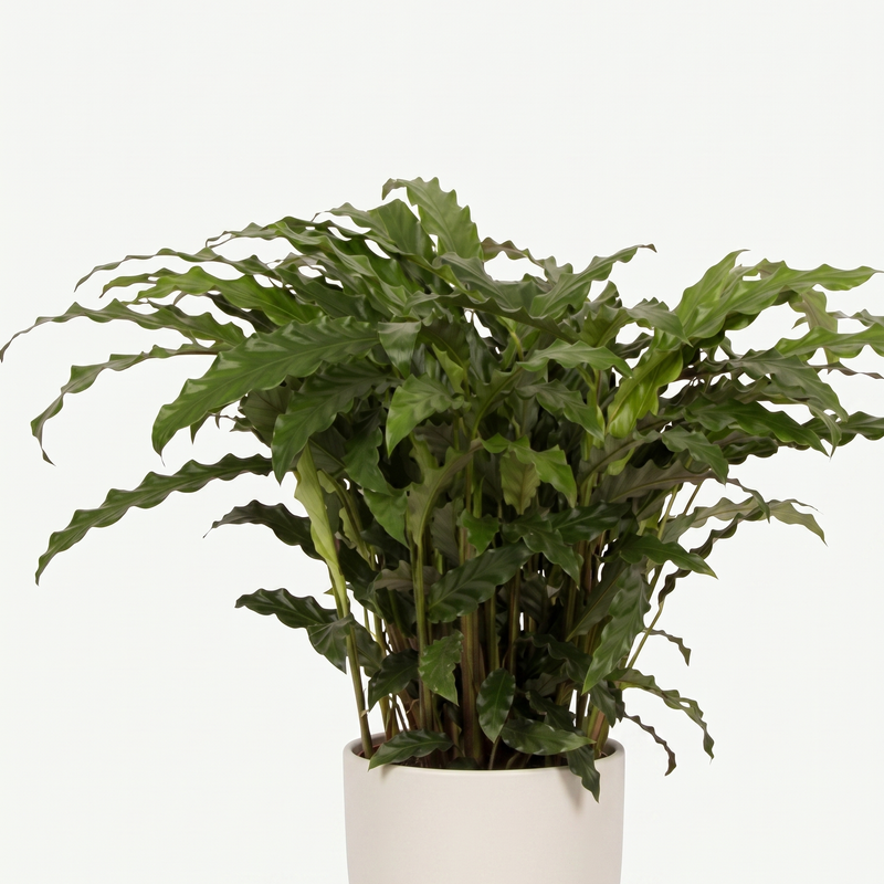 Calathea Bluegrass - ร17cm - โ65cm