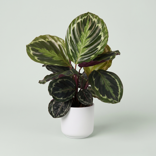 Calathea Medallion