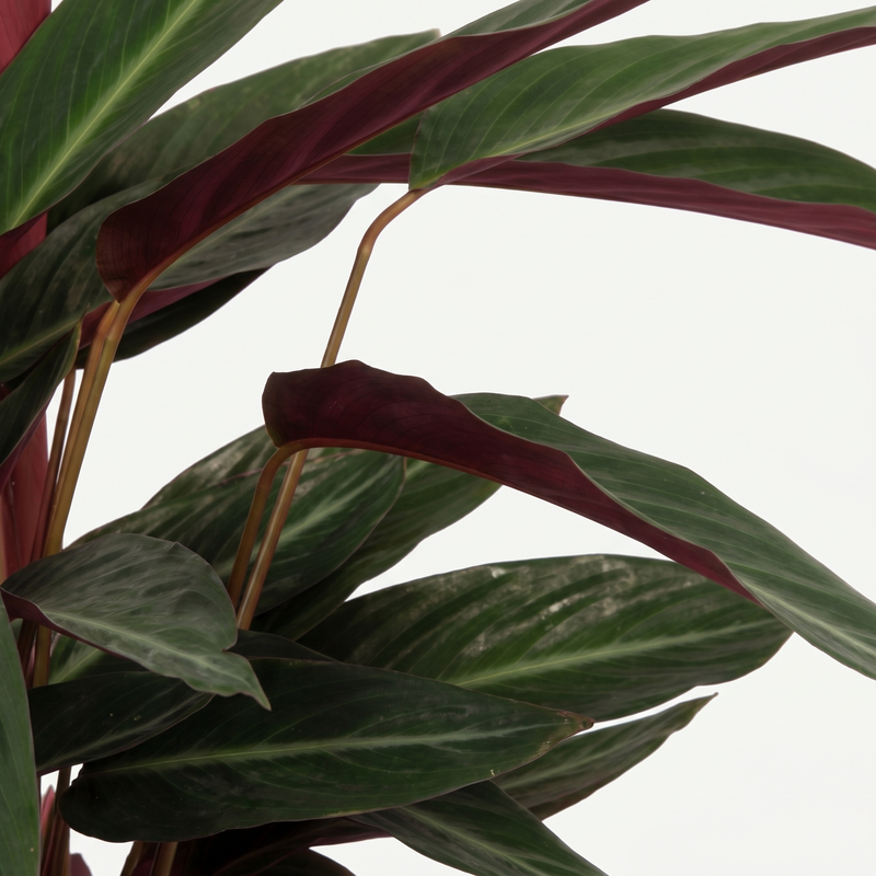Calathea Stripestar Living - ร17 โ65