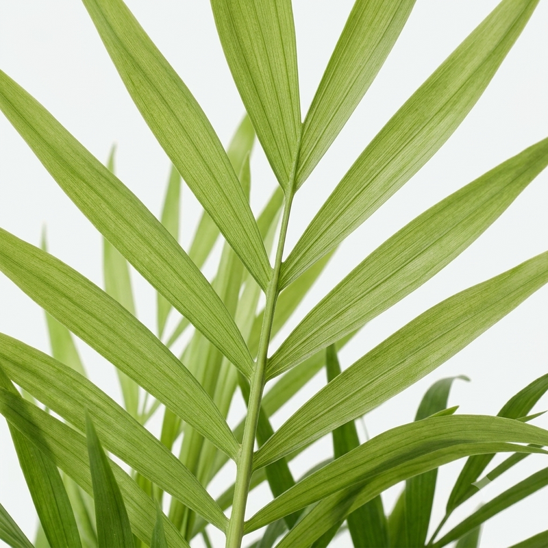 Chamaedorea Elegans - Mexicaanse Bergpalm - Ø17cm · ↕55cm