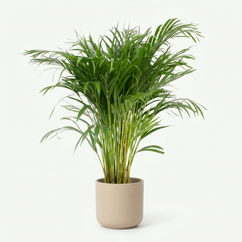 Dypsis Lutescens - Areca Palm