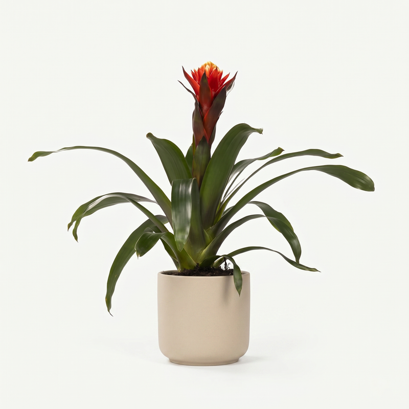 Bromelia - Guzmania 'Happiness' - ร12 โ45