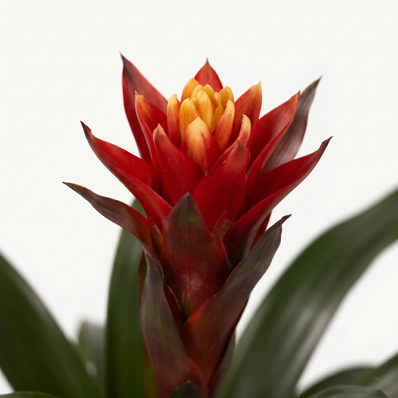 Bromelia - Guzmania 'Happiness' - ร12 โ45
