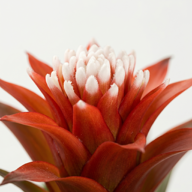 Guzmania Hope - Γ12 β40