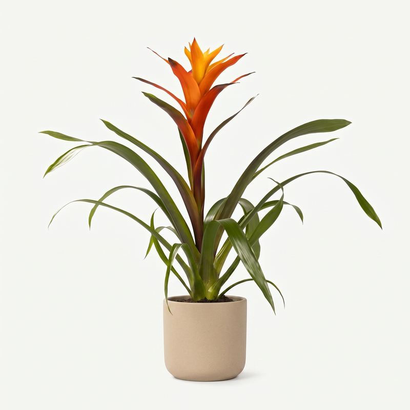 Guzmania Variada - ร12 โ50