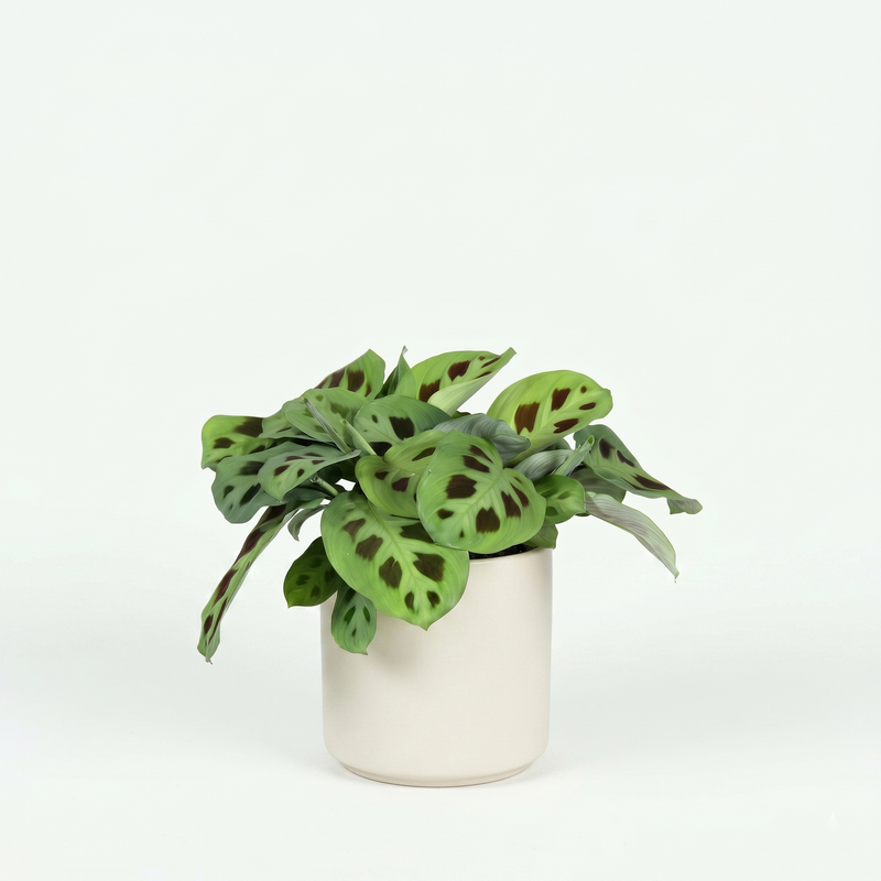 Maranta Fascinator Silverband - Gebedsplant - Pot 12cm - Hoogte 25cm