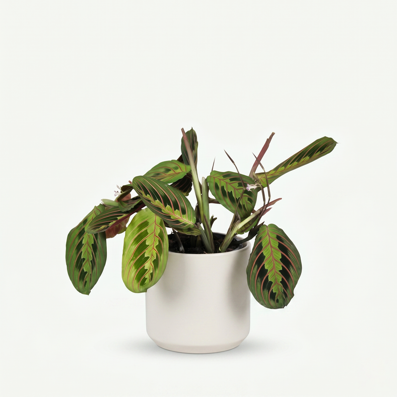 Maranta Fascinator Tricolour - Gebedsplant - Pot 12cm - Hoogte 25cm