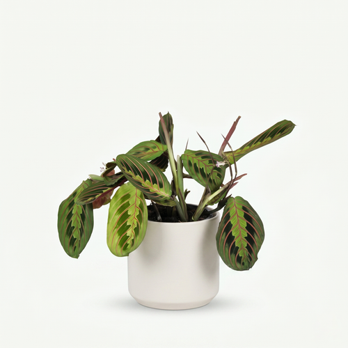 Maranta Fascinator Tricolour - Gebedsplant - Pot 12cm - Hoogte 25cm