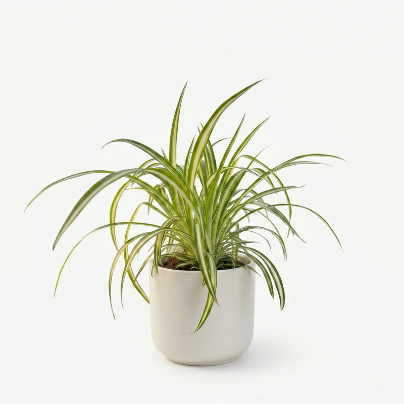 Chlorophytum comosum Variegatum - Bonte Graslelie - Pot 12cm - Hoogte 20cm