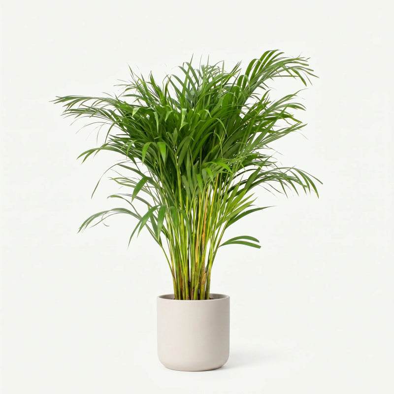 Dypsis Lutescens - Areca Palm - Ø21cm · ↕110cm