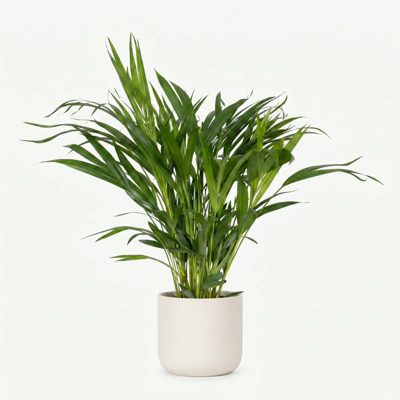 Dypsis Lutescens - Areca Palm - Ø17cm · ↕60cm