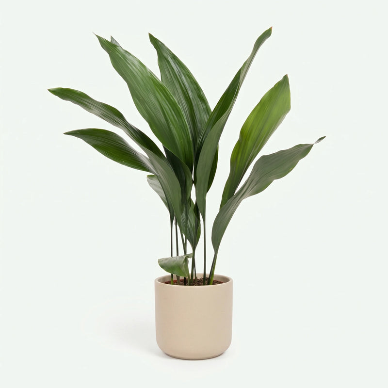 Aspidistra Elatior - IJzerplant - Ø17cm · ↕70cm