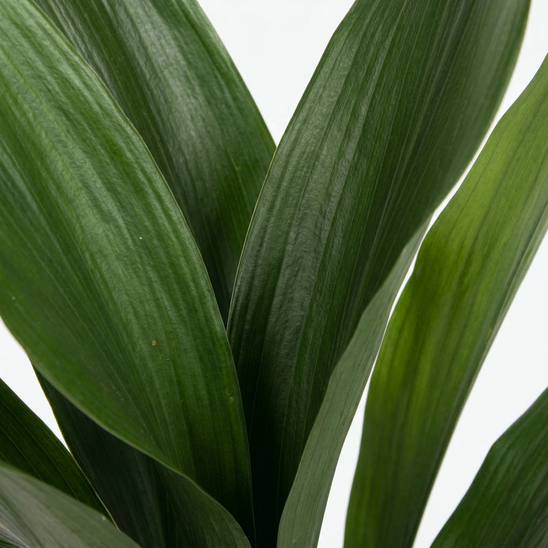 Aspidistra Elatior - IJzerplant - Ø17cm · ↕70cm