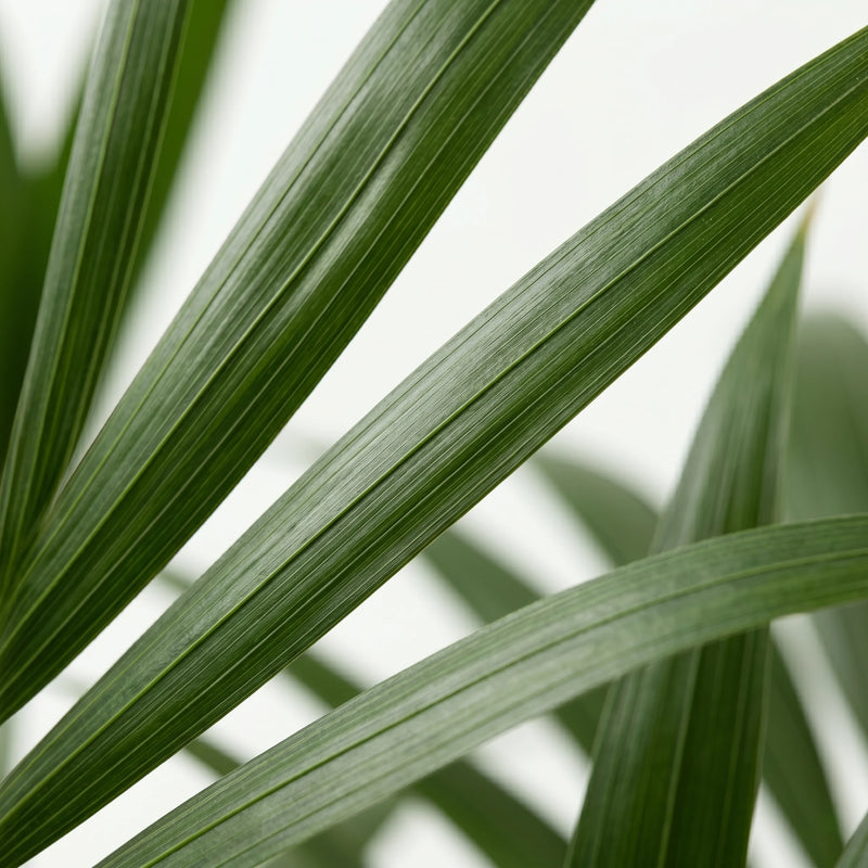 Howea Forsteriana - Kentia Palm - Ø21cm · ↕120-130cm