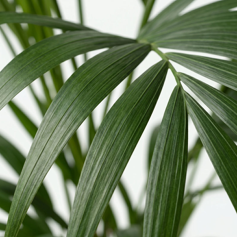 Howea Forsteriana - Kentia Palm - Ø19cm · ↕80-85cm