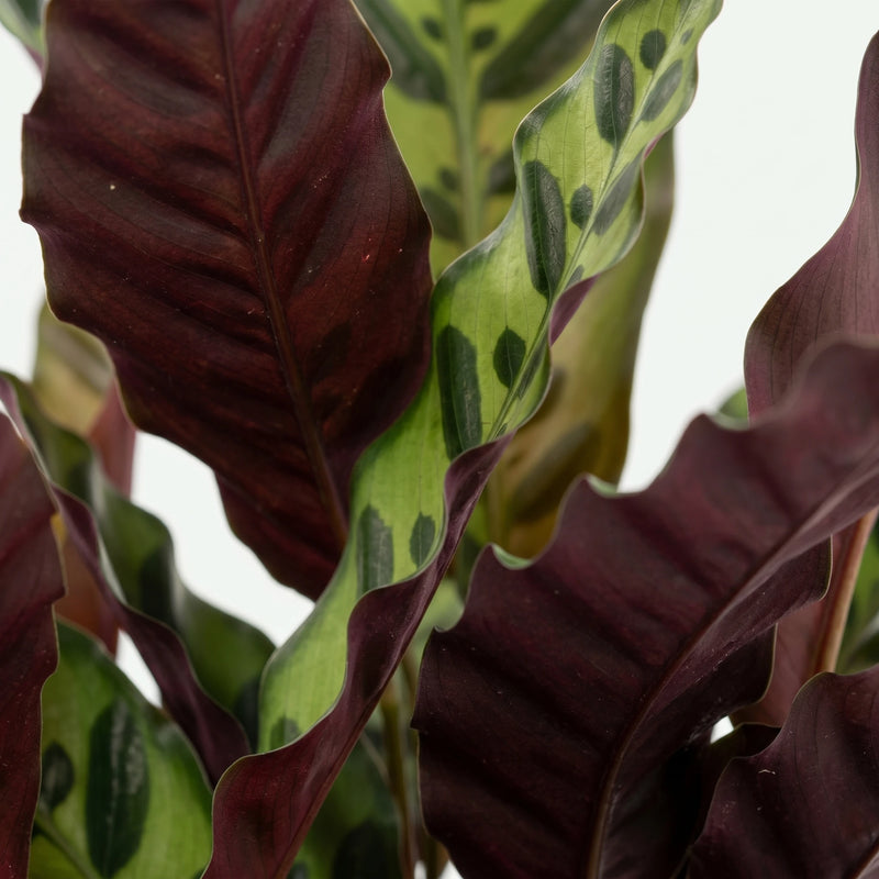 Calathea Lancifolia - Rateltjesplant - Ø12cm · ↕30cm