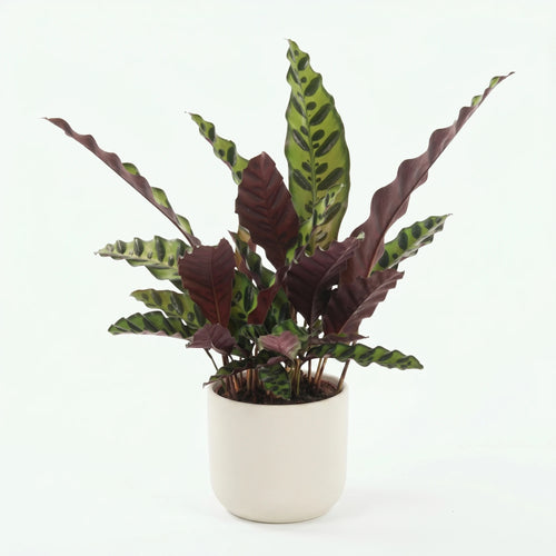 Calathea Lancifolia - Rateltjesplant