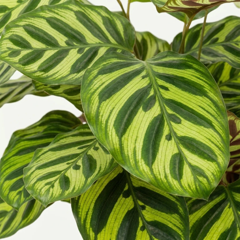 Calathea Makoyana - Pauwenplant - Ø17cm · ↕55cm