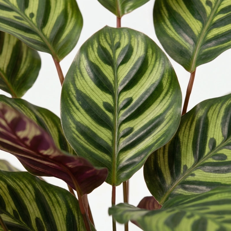 Calathea Makoyana - Pauwenplant - Ø21cm · ↕70cm