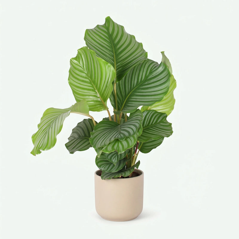 Calathea Orbifolia - Ø17cm · ↕60cm