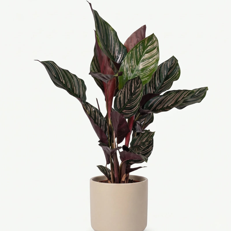 Calathea Ornata - Pinstripe - Ø14cm · ↕50cm