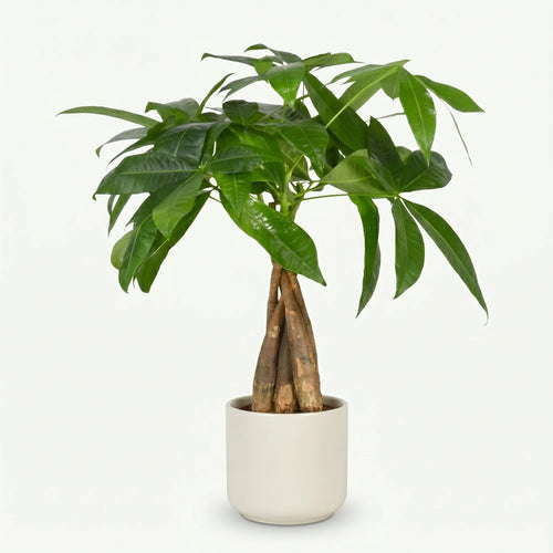 Pachira Aquatica - Geldboom