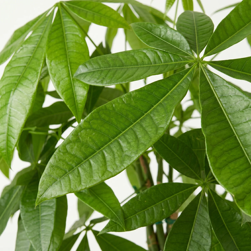 Pachira Aquatica - Geldboom - Γ21cm Β· β80-90cm