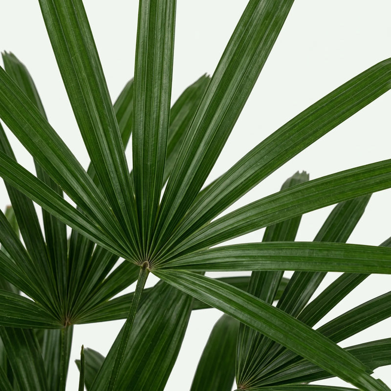 Rhapis Excelsa - ร27cm - โ120cm