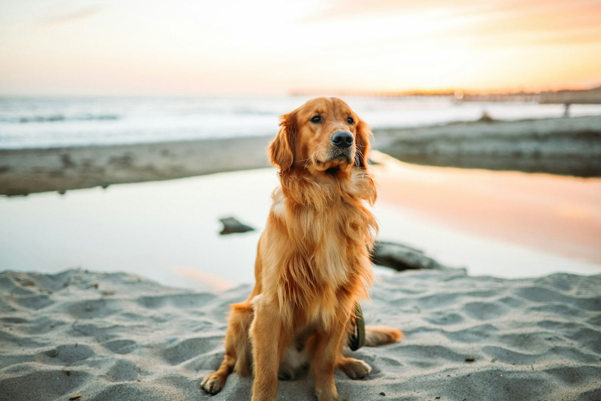 Hond ontspannen op het strand in de zomer