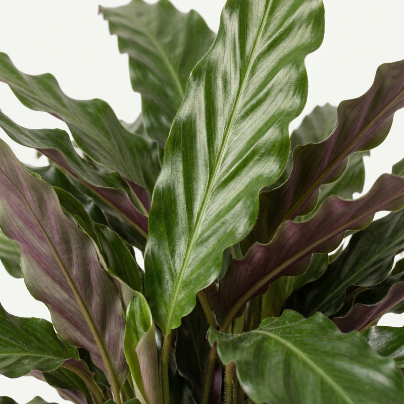 Calathea Bluegrass - Ø17cm - ↕65cm