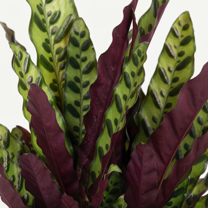 Calathea Lancifolia - Rateltjesplant - Ø27cm · ↕70cm