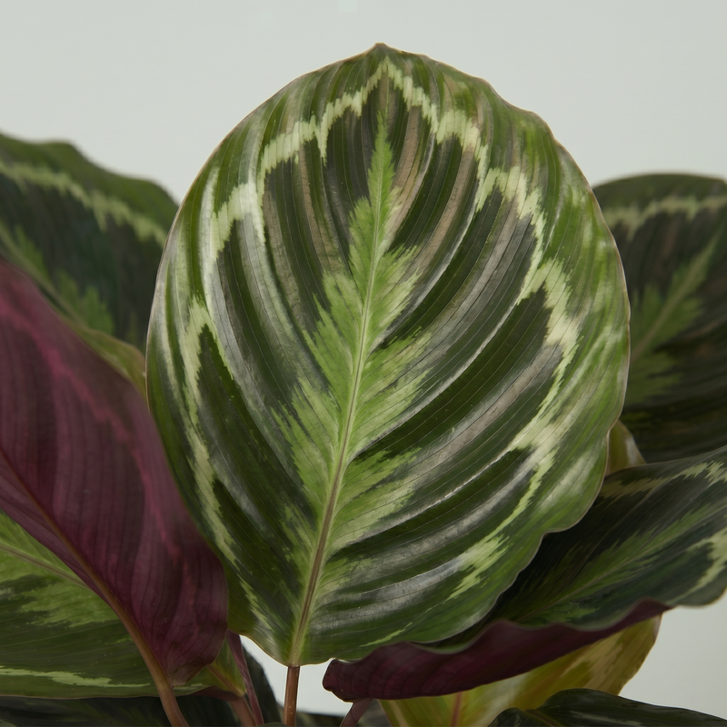 Calathea Medallion - Ø19cm · ↕75cm