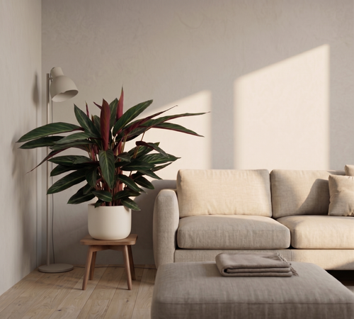 Calathea  Stripestar Living - Ø17 ↕65