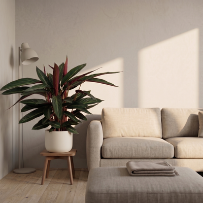 Calathea  Stripestar Living - Ø17 ↕65