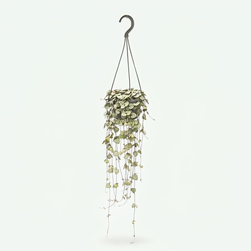Ceropegia Woodii Hang - Ø14cm - ↕50cm