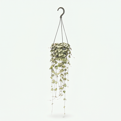 Ceropegia Woodii Hang - Ø14cm - ↕50cm