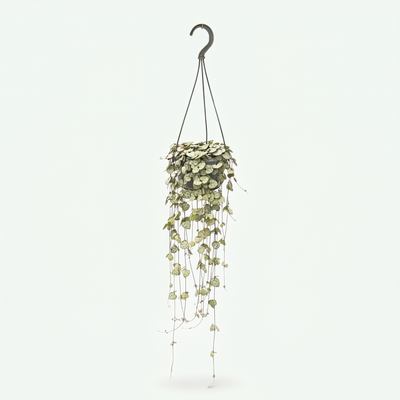 Ceropegia Woodii Hang - Ø14cm - ↕50cm