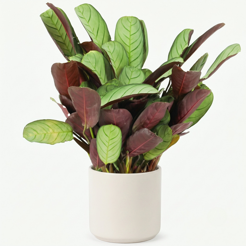 Ctenanthe Amagris - Ø 14 cm - Hoogte: 35 - 40 cm