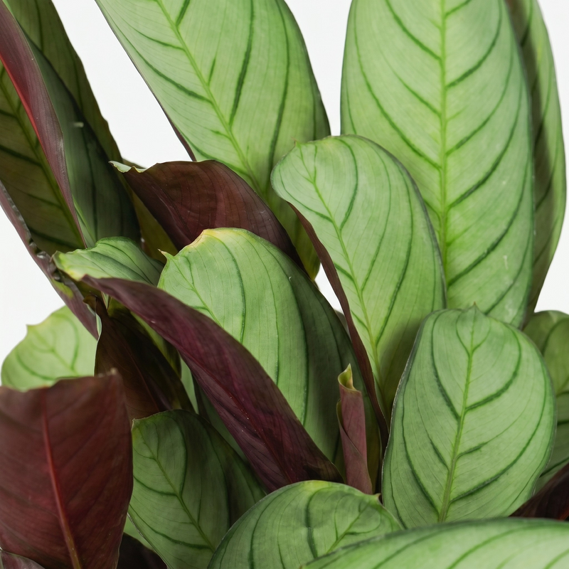 Ctenanthe Amagris - Ø 14 cm - Hoogte: 35 - 40 cm