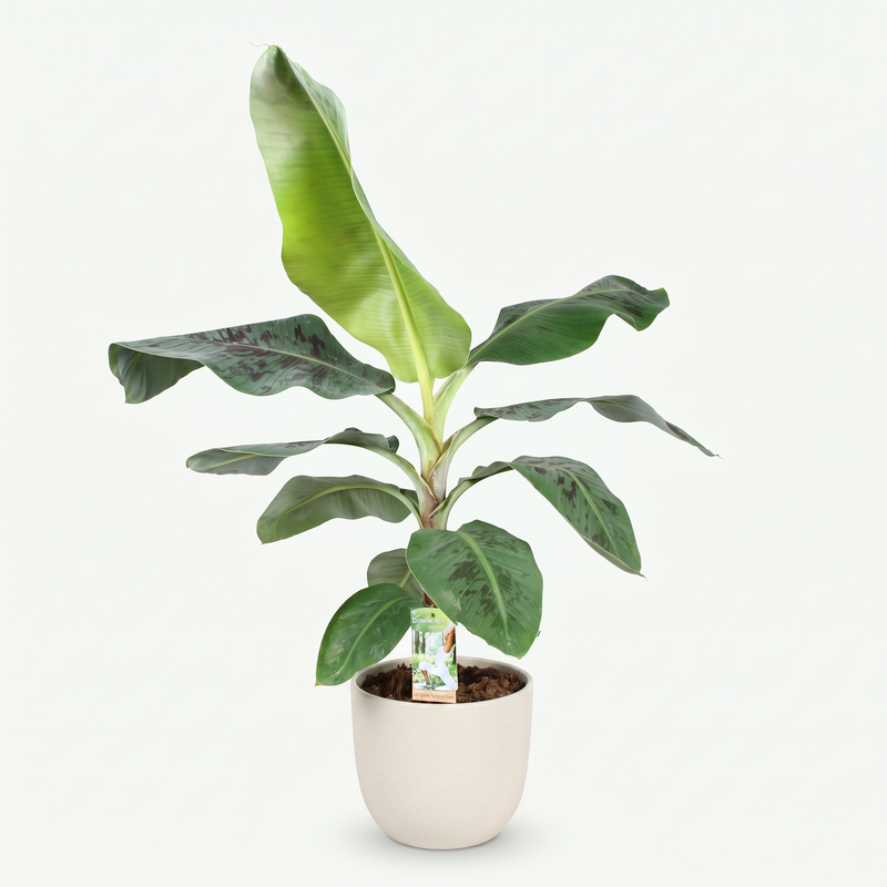 Musa acuminata Dwarf Cavendisch - Bananenplant - Weinig onderhoud - Groen - 1 Plant - Pot 21cm - Hoogte 70-75cm