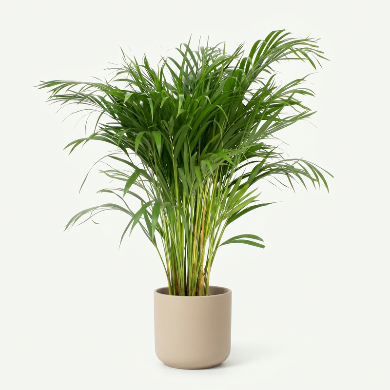 Dypsis Lutescens - Areca Palm - Ø12cm · ↕35cm