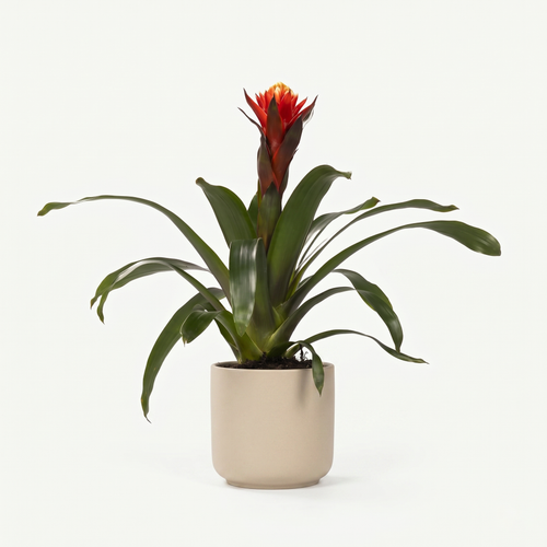 Bromelia - Guzmania 'Happiness' - Ø12 ↕45