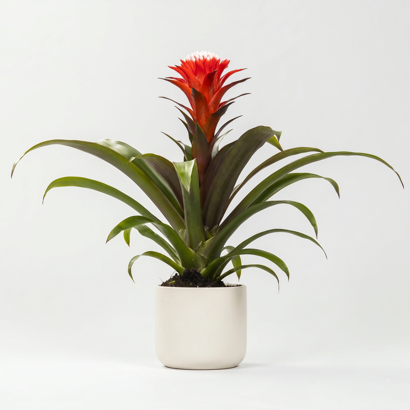Guzmania Hope - Ø12 ↕40