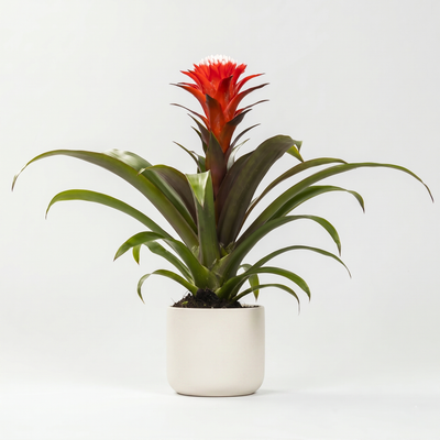 Guzmania Hope - Ø12 ↕40