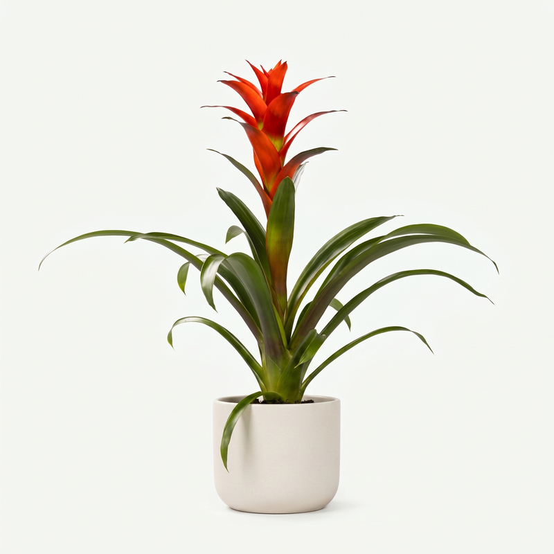Guzmania Ostara - Ø12cm - ↕45cm