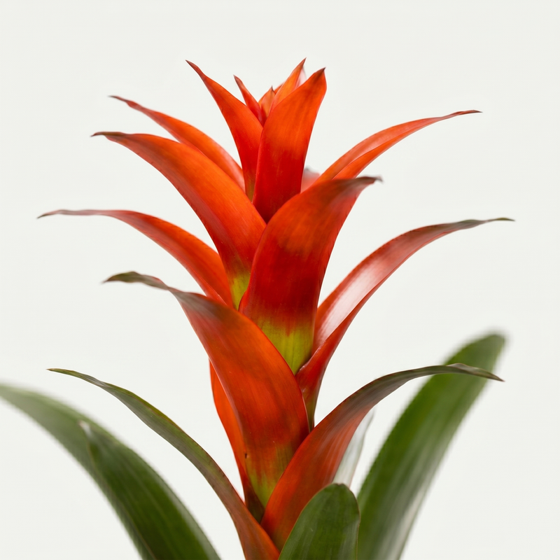 Guzmania Ostara - Ø12cm - ↕45cm