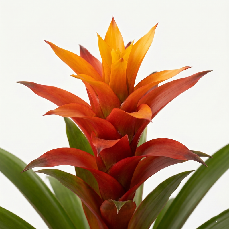 Guzmania Variada - Ø12 ↕50